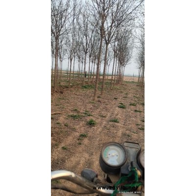 供应10-20公分原生国槐