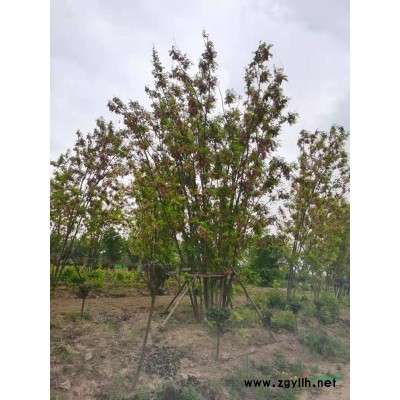 供应高度4-6米丛生红叶李