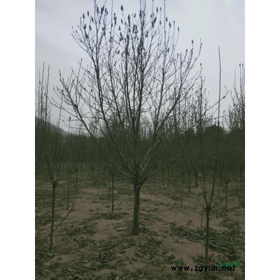 30红黄白紫玉兰