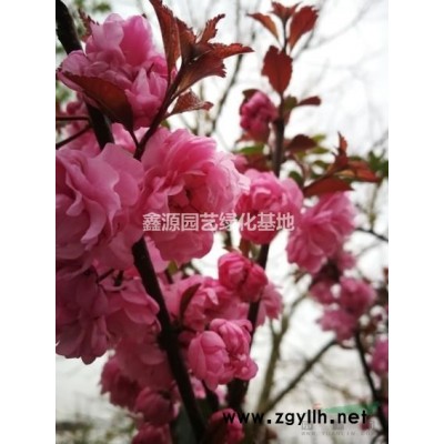 基地直供白蜡海棠女贞苗木采购行道树工程苗