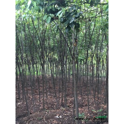 香樟16，18，22公分特价处理工地拆迁苗
