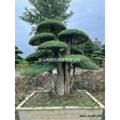 对节白蜡造型树专供