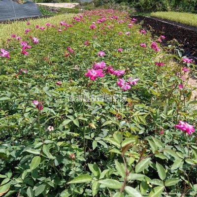 福建漳州地区供应七里香 高60到120cm 冠幅60到120cm 价格60到100元