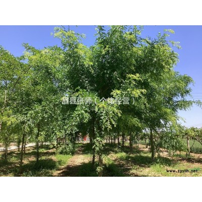 陕西眉县供应绿化风景 8-16公分皂角树