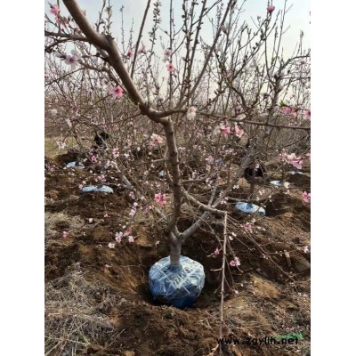 5年的桃树，5000棵，价格好商量，