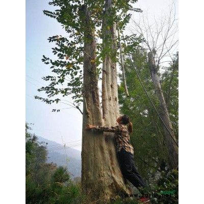 精品庭院绿化盆景！景观树！