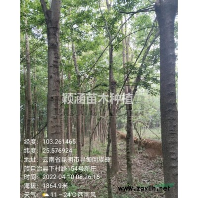 滇朴 各类规格苗木低价出售     量大从优  自产自销 共有800余棵