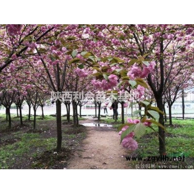 苗圃清货，4－8公分樱花，日本樱花，高分枝行道树