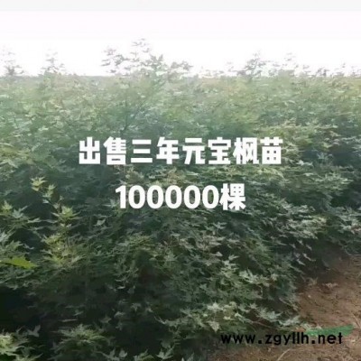 元宝枫销售批发