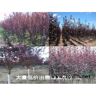 大量低价出售海棠