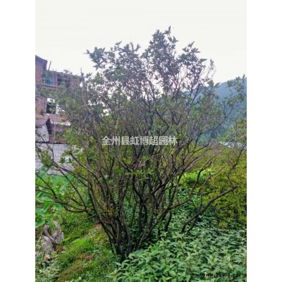 广西桂林杜鹃图片/广西桂林杜鹃报价