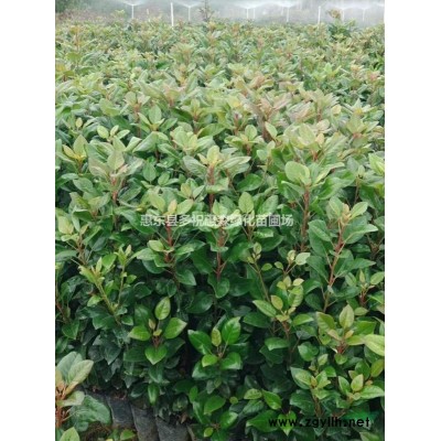 惠东仙人茶小苗山子茶，山籽茶