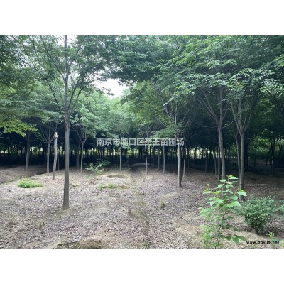 农户急出高品质榉树，海棠等，欢迎看树，一手资源