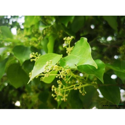 基地处理香樟2000株