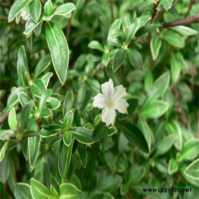 出售高度2-3米精品桂花树