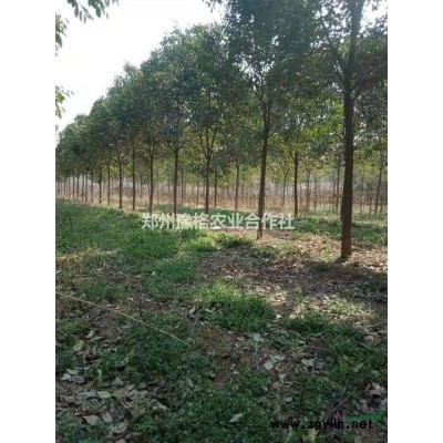 出售大叶女贞胸径10厘米