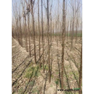 河南5到6公分供应精品楸树