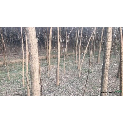 10公分左右国槐树苗5元