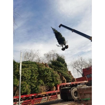 4米白皮松工程苗蓝田县松友白皮松产地直供保证质量欢迎来电咨..