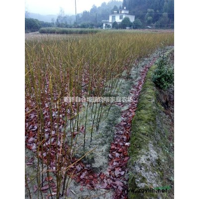 枫香树小苗、宜春、枫香2000亩种植基地、1米高枫香价格