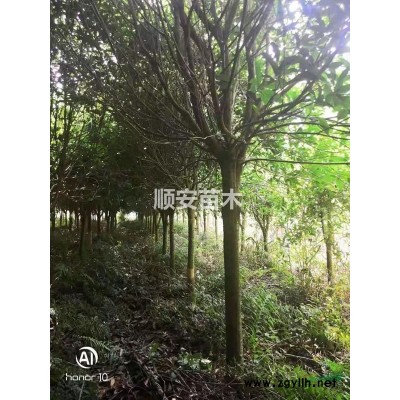 自家种的八月桂，米径11~15cm，约350株。