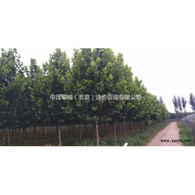 廊坊市出售国槐、法桐、白蜡、柳树等苗木