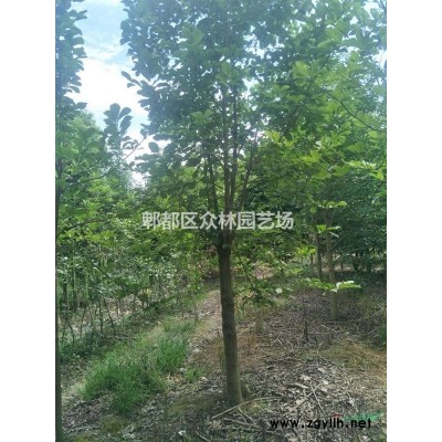 供应四川成都羊蹄甲价格，羊蹄甲基地批发