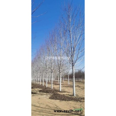 美国红枫苗木基地10公分供应