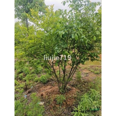 滁州原生冠独本丛生小朴树