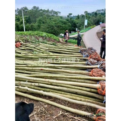 7~11公分 海南黄花梨出售