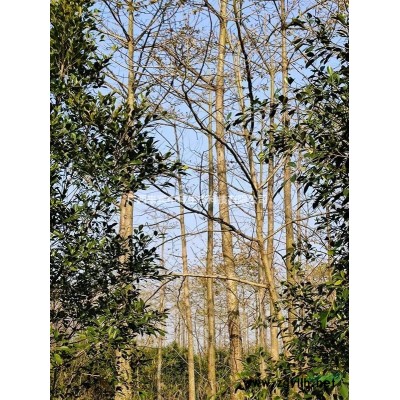 来宾黔江示范牧场急售木棉