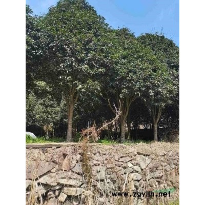 大号桂花树13—23公分多颗