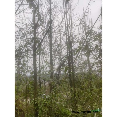 农村基地银杏、紫薇、三角梅、蓝花楹