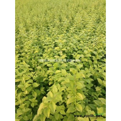 [供应]特供/金叶女贞、塔柏、龙柏银杏、蜀桧