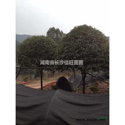 低价供应3-5公分桂花，品种有丹桂，金桂，四季桂等