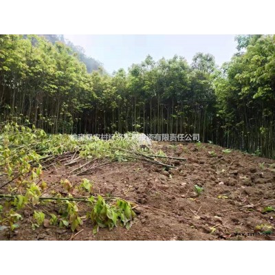 布朗李树苗绿化树苗工程树苗