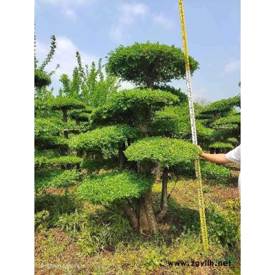 湖北马褂木基地直销18---30公分