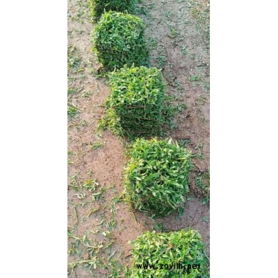 出售大叶油草，台湾草，马尼拉草