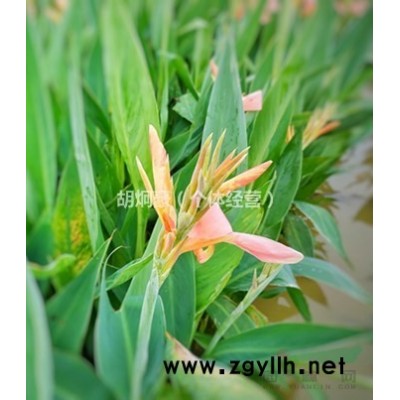 东莞红树生产基地供应红榄李水椰卵叶海南海桑木榄红海榄秋茄白骨壤