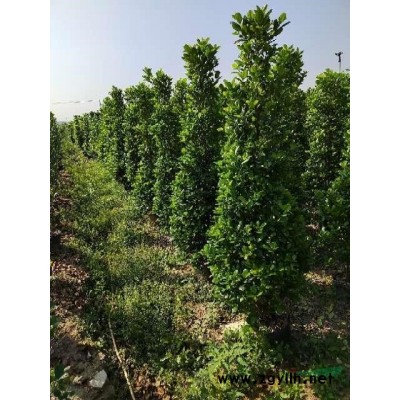 一米七八精品火山榕