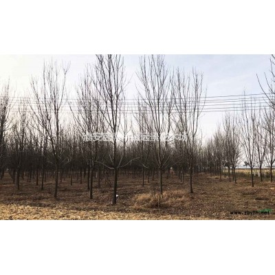 重阳木 苗源地：江苏泗洪