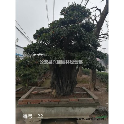 长期大量供应对节白蜡，树种编号13、14