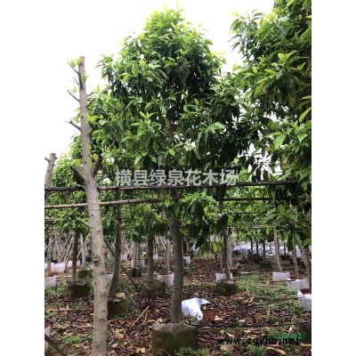 基地直销5～8分黄桷兰（白兰）