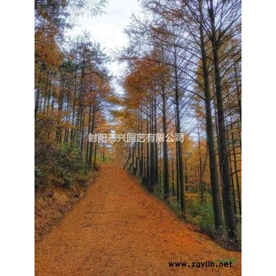 供14-18公分重阳木