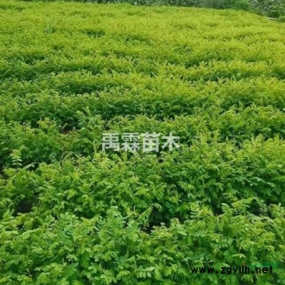 紫穗槐小苗图2