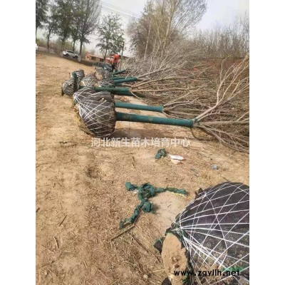 哪有大国槐周边国槐基地