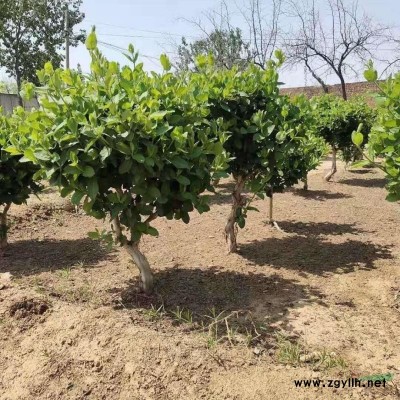 红梅  红梅基地  美人梅  红梅   骨里红