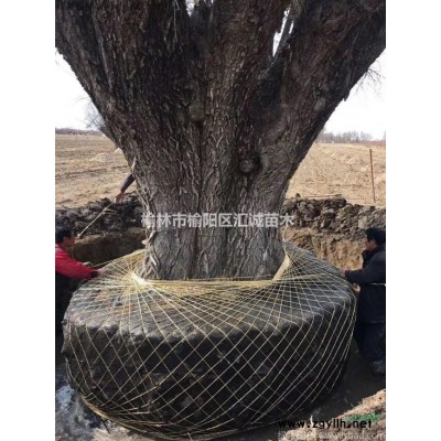 古旱柳出售风景树