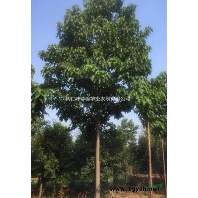 售楸树2000棵 基径6公分左右 单价15元