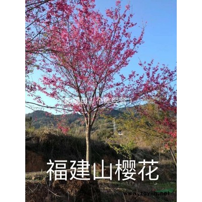 四季桂 八月桂 地径16-18公分  价格实在  供应地福建南平武夷山